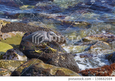 A black heron foraging on rocky shores in Japan. A black heron foraging on rocky shores in Japan. 138682084