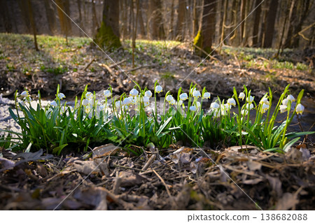 Spring snowflakes flowers. ( leucojum vernum carpaticum) Beautiful blooming flowers in forest with natural colored background. 138682088