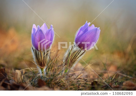 Spring flower. Nature with meadow and sunset. Seasonal concept for springtime. Beautifully blossoming pasque flower and sun with a natural colored background. (Pulsatilla grandis) Spring flower. Nature with meadow and sunset. Seasonal concept for springtime. Beautifully blossoming pasque flower and sun with a natural colored background. (Pulsatilla grandis) 138682093