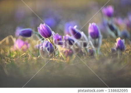 Spring flower. Nature with meadow and sunset. Seasonal concept for springtime. Beautifully blossoming pasque flower and sun with a natural colored background. (Pulsatilla grandis) Spring flower. Nature with meadow and sunset. Seasonal concept for springtime. Beautifully blossoming pasque flower and sun with a natural colored background. (Pulsatilla grandis) 138682095