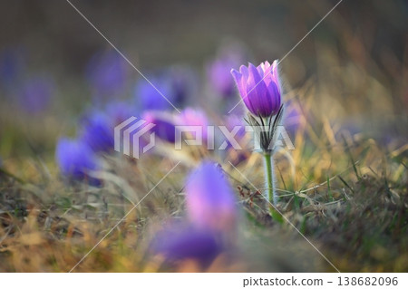 Springtime and spring flower. Beautiful purple little furry pasque-flower. (Pulsatilla grandis) Blooming on spring meadow at the sunset. Nature colorful background. Springtime and spring flower. Beautiful purple little furry pasque-flower. (Pulsatilla grandis) Blooming on spring meadow at the sunset. Nature colorful background. 138682096