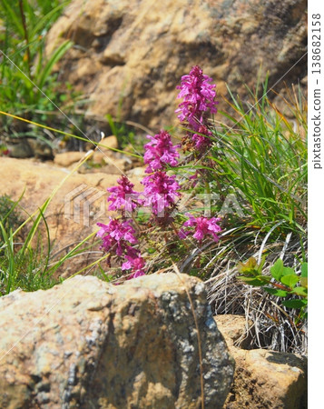 Four-leaved pine tree (Pedicularis verticillata) on Mt. Shibutsu in Oze. Four-leaved pine tree (Pedicularis verticillata) on Mt. Shibutsu in Oze. 138682158