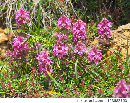 尾瀨市志布津山上的四葉松(Pedicularis verticillata)。 尾瀨市志布津山上的四葉松(Pedicularis verticillata)。 138682160