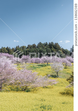 Cherry blossoms, rapeseed flowers, and blue sky at the Koyake Kofun Cluster in Mashiko Town, Tochigi Prefecture: A vertical composition of spring with ample negative space. 138682389