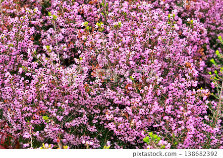 Small pink flowers of Erica glabra (spring, April) Small pink flowers of Erica glabra (spring, April) 138682392
