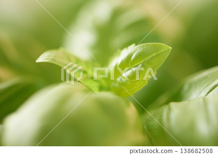 Green, leaves and plant zoom with landscape and environment in nature background and Spring. Earth, growth and leaf in the forest, ecology and sustainability with eco friendly and outdoor garden Green, leaves and plant zoom with landscape and environment in nature background and Spring. Earth, growth and leaf in the forest, ecology and sustainability with eco friendly and outdoor garden 138682508