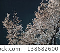 Cherry blossoms at night, Somei Yoshino variety in full bloom. Cherry blossoms at night, Somei Yoshino variety in full bloom. 138682600