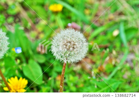 Dandelion fluff (seeds) (spring, April) Dandelion fluff (seeds) (spring, April) 138682714