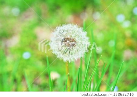 Dandelion fluff (seeds) (spring, April) Dandelion fluff (seeds) (spring, April) 138682716