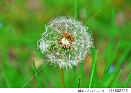Dandelion fluff (seeds) (spring, April) Dandelion fluff (seeds) (spring, April) 138682725