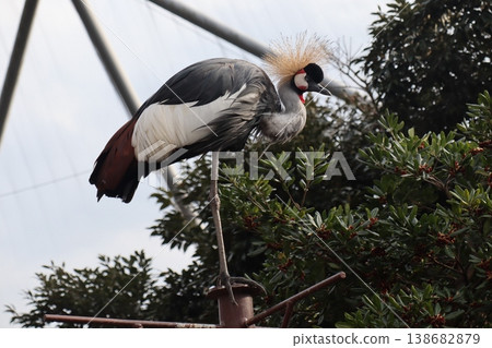 The beautiful sight of a crowned crane standing gracefully. The beautiful sight of a crowned crane standing gracefully. 138682879