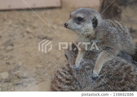 The heartwarming sight of meerkats resting together. The heartwarming sight of meerkats resting together. 138682886