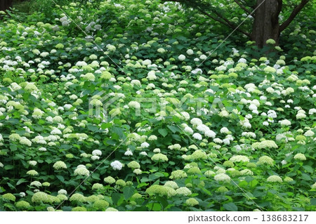White hydrangea 138683217