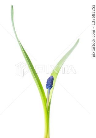 Muscari flower isolated on white background. Grape Hyacinth. Clipping path. Muscari flower isolated on white background. Grape Hyacinth. Clipping path. 138683252