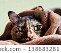A calico cat wrapped in a blanket 138683281