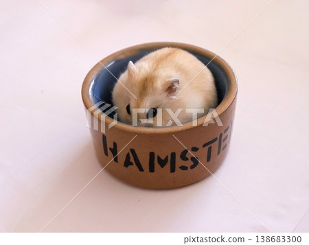 A hamster sitting in its food bowl 138683300
