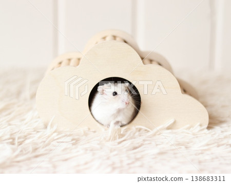 Hamster and home 138683311