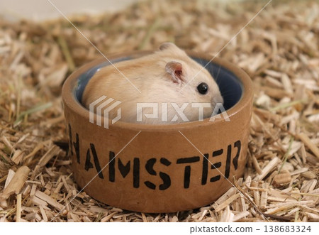 A hamster eating in its food bowl A hamster eating in its food bowl 138683324