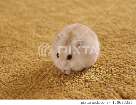 round hamster round hamster 138683325