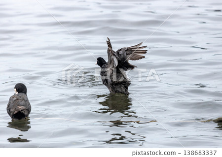 A coot floating on the water's surface, creating a tranquil waterside scene with ripples. A coot floating on the water's surface, creating a tranquil waterside scene with ripples. 138683337