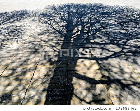 Shadow of a tree 138683462
