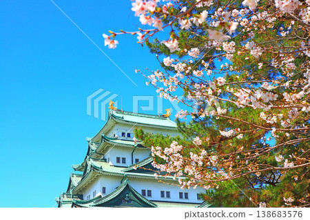 A view of Nagoya Castle and cherry blossoms nearing full bloom in Nagoya City, Aichi Prefecture. A view of Nagoya Castle and cherry blossoms nearing full bloom in Nagoya City, Aichi Prefecture. 138683576