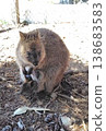 一隻母短尾矮袋鼠正在哺育幼崽，可以看到幼崽的臉。 138683583