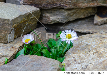 Small flowers break through stone surface symbolizing survival growth and natural strength Small flowers break through stone surface symbolizing survival growth and natural strength 138683614