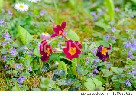 Red primroses and wild violets grow among green grass on spring meadow in natural light Red primroses and wild violets grow among green grass on spring meadow in natural light 138683623