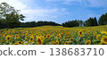 Sunflowers adorning the plateau and the summer sky 138683710