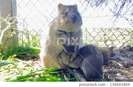 A mother quokka breastfeeding her baby A mother quokka breastfeeding her baby 138683869