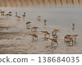 A flock of sandpipers gathered on the beach 138684035