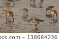 A flock of sandpipers gathered on the beach 138684036