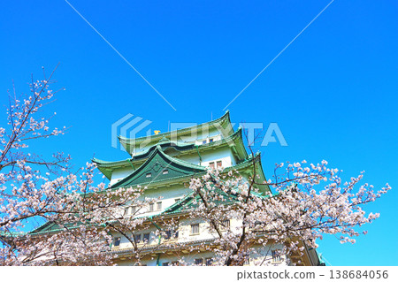 Scenery of cherry blossoms in full bloom and Nagoya Castle, Nagoya City, Aichi Prefecture Scenery of cherry blossoms in full bloom and Nagoya Castle, Nagoya City, Aichi Prefecture 138684056