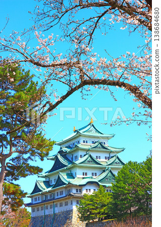 A view of Nagoya Castle and cherry blossoms nearing full bloom in Nagoya City, Aichi Prefecture. A view of Nagoya Castle and cherry blossoms nearing full bloom in Nagoya City, Aichi Prefecture. 138684680
