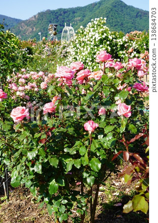 Sakaki Chikuma River Rose Park in Sakaki Town, Nagano Prefecture, is a beautiful rose park located on the banks of the Chikuma River, surrounded by mountains. 138684703