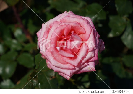 位於長野縣榊町的榊千曲川玫瑰公園，是一座坐落在千曲川岸邊，群山環繞的美麗玫瑰公園。 138684704