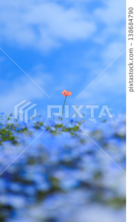 Nemophila and long-headed poppies at Hitachi Seaside Park (Hitachinaka City, Ibaraki Prefecture) Nemophila and long-headed poppies at Hitachi Seaside Park (Hitachinaka City, Ibaraki Prefecture) 138684790