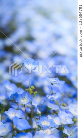 Nemophila at Hitachi Seaside Park (Hitachinaka City, Ibaraki Prefecture) Nemophila at Hitachi Seaside Park (Hitachinaka City, Ibaraki Prefecture) 138684791