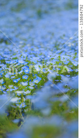 日立海濱公園的粉蝶花(茨城縣日立中市) 日立海濱公園的粉蝶花(茨城縣日立中市) 138684792