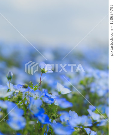 日立海濱公園的粉蝶花（茨城縣日立中市） 138684793