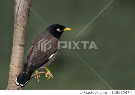 Common Myna, Acridotheres tristis, close view 138685474