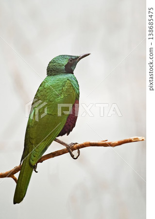 Vertical of a male Emerald Starling, Lamprotornis iris, perched Vertical of a male Emerald Starling, Lamprotornis iris, perched 138685475