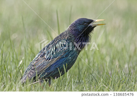 European Starling, Sturnus vulgaris, close up view breeding plumage European Starling, Sturnus vulgaris, close up view breeding plumage 138685476
