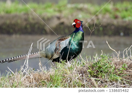 Pheasant pheasant / Japan 138685482