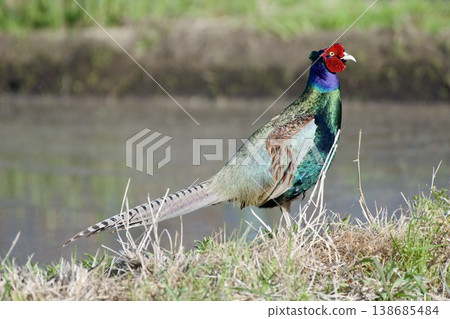 Pheasant pheasant / Japan 138685484