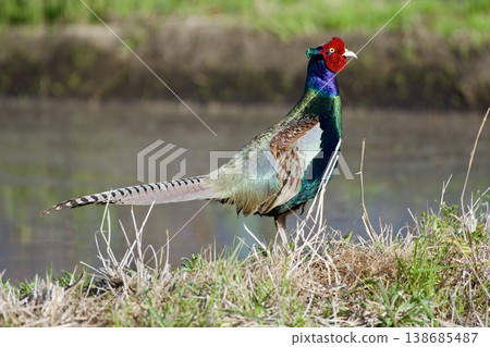 Pheasant pheasant / Japan 138685487