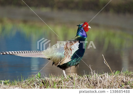 Pheasant pheasant / Japan Pheasant pheasant / Japan 138685488