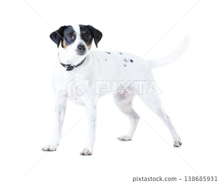 Jack Russell dog, studio and white background with pet care, healthy and isolated with wellness. Canine animal, puppy and face with natural fur coat with rescue for safety, pedigree and adoption 138685931