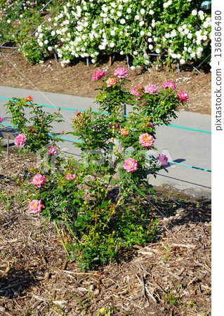 Sakaki Chikuma River Rose Park in Sakaki Town, Nagano Prefecture, is a beautiful rose park located on the banks of the Chikuma River, surrounded by mountains. 138686480